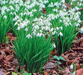 �������� ��������� �����������: ����� ���������� �������� �������