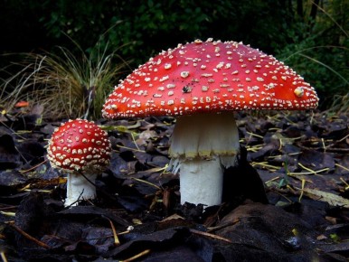 ����, ������� �������� ������� � ����� ������ �������: ��� ����� ����� � ��������