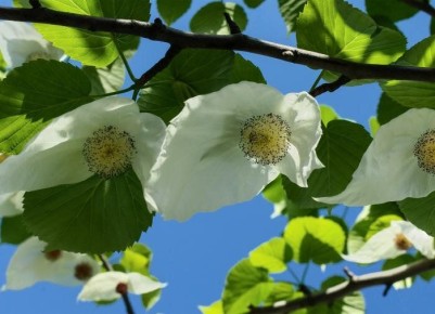 ��������������� �������� �������: ��� �������� ��� ���