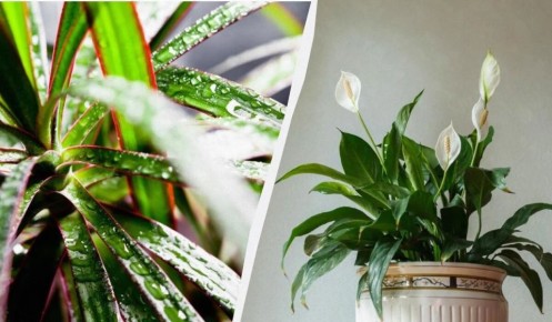 �������� ��� ������ �������: 9 �������, ������� ������� ��� ���������� �����