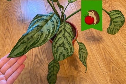 Почему аглаонема должна занять место в вашем доме: 5 главных причин