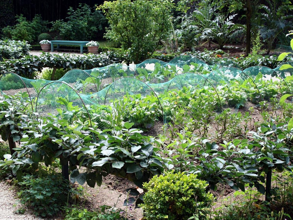 Эффективные методы борьбы с тлей: заботимся о саде естественным образом