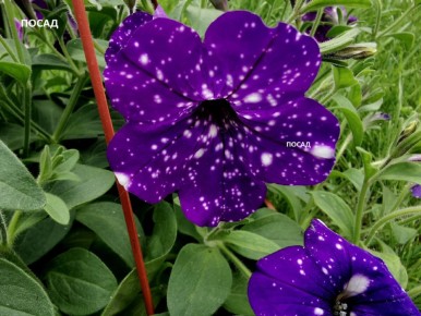 ������ �������: ����� ��� ����������?