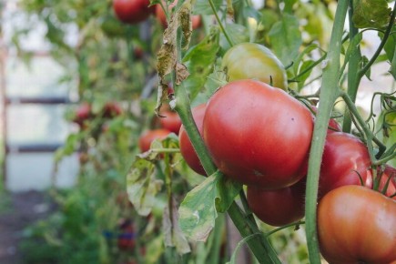 ����� ��������: ��� ��������� ��������� ��������� �� ����� �������