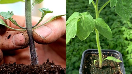 Как спасти рассаду от черной ножки: три простых средства для огородников