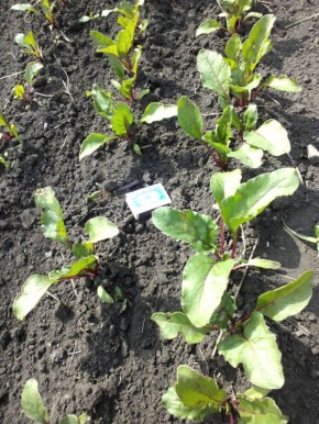 ��������� ����������: ��� ���������� �� ����� � �������� ������