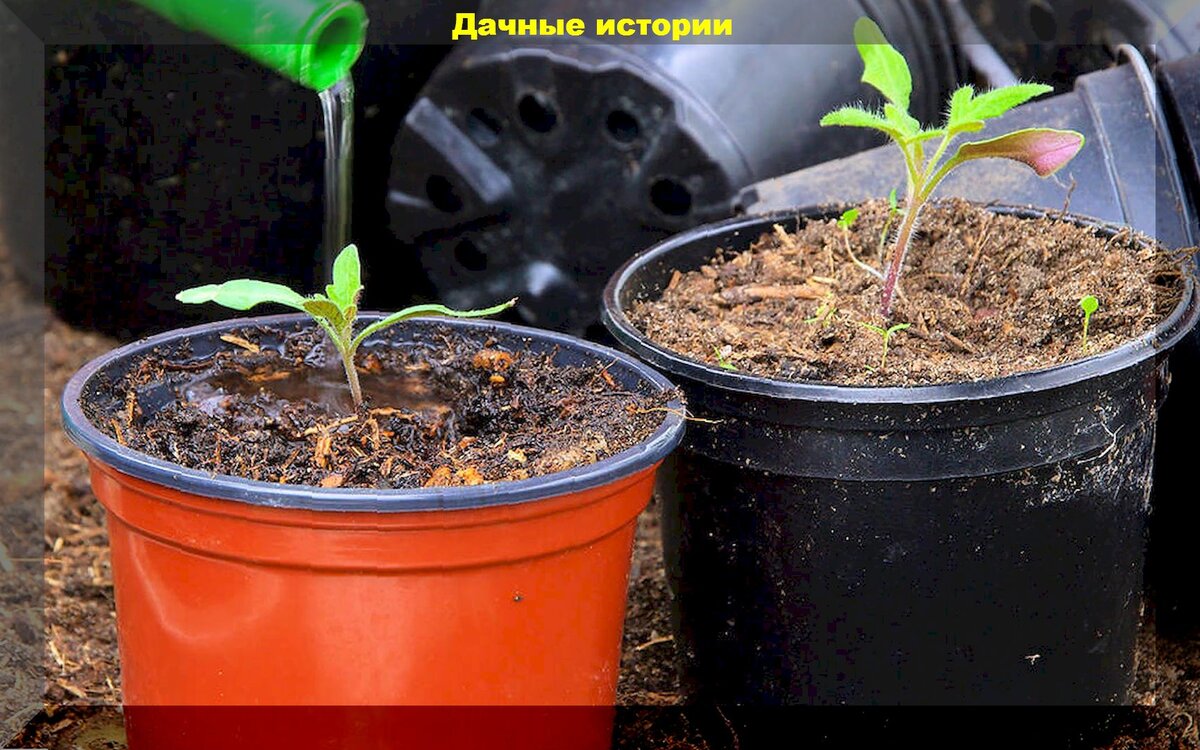 Как правильно подкармливать рассаду томатов: секреты успешного роста