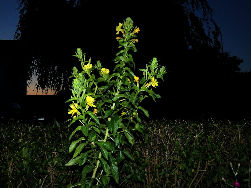 Цветы, которые будут радовать ваш сад всё лето