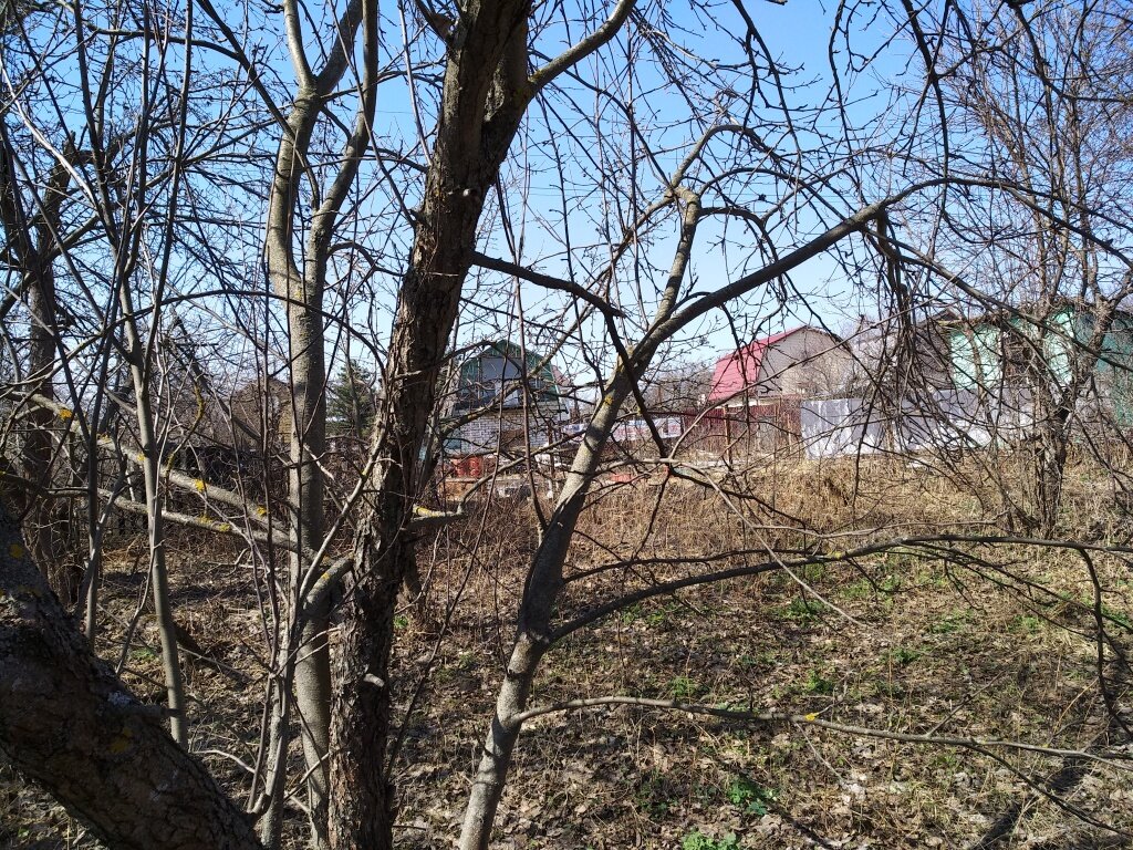 Как правильно обрезать яблони для насыщенных урожаев и долгого срока службы