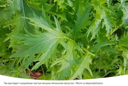 ����������� ������: ������� �������� ������� �� ����� �������