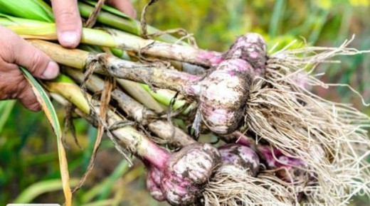 ����� ����� �����, ��� ������������ ������ � �������?