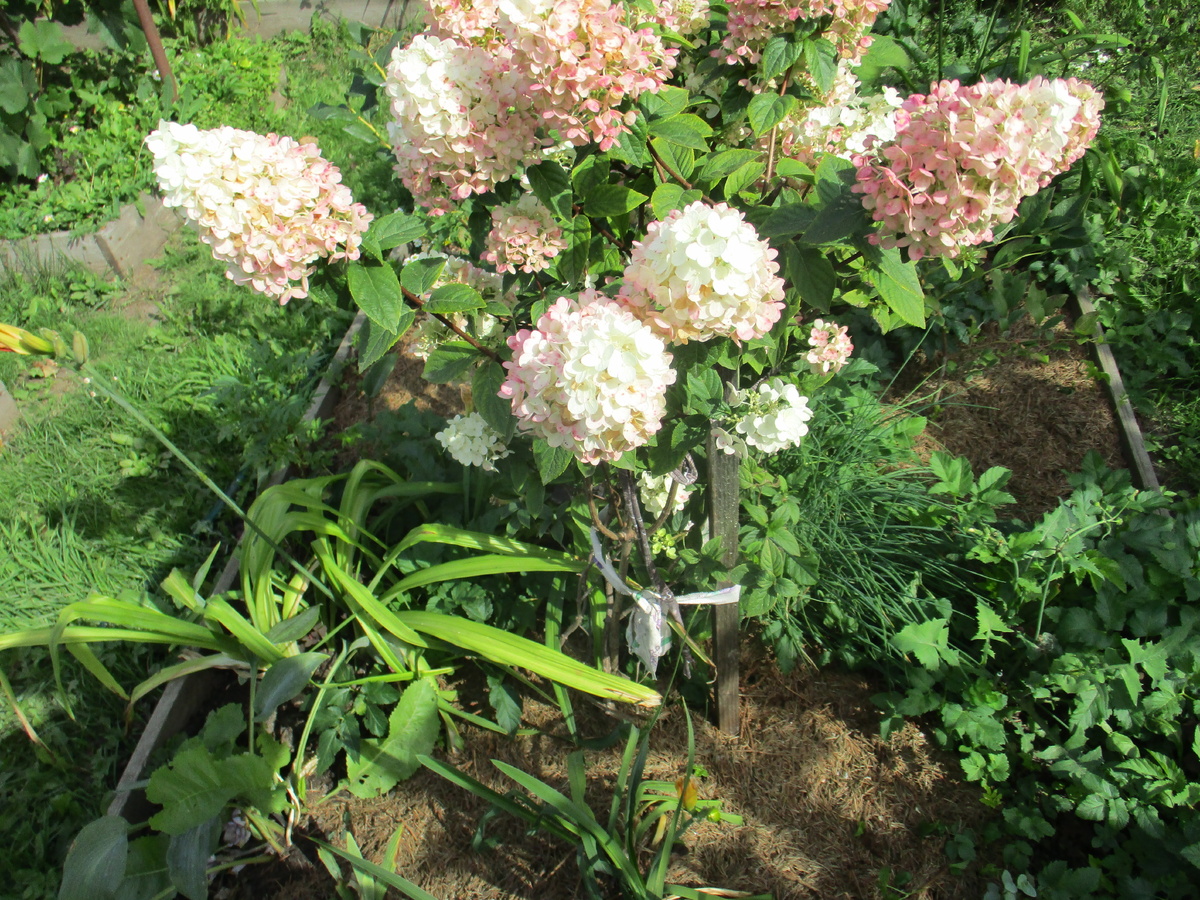 Двойная польза: как хвойный лапник служит дважды