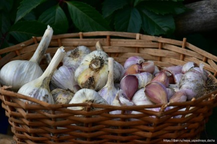 Ошибки при посадке озимого чеснока, которых стоит избегать