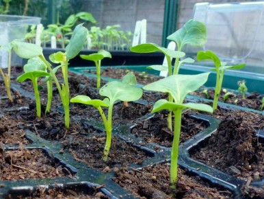 ������ ���� ������� �������: ������� ������� � ������ �� �����