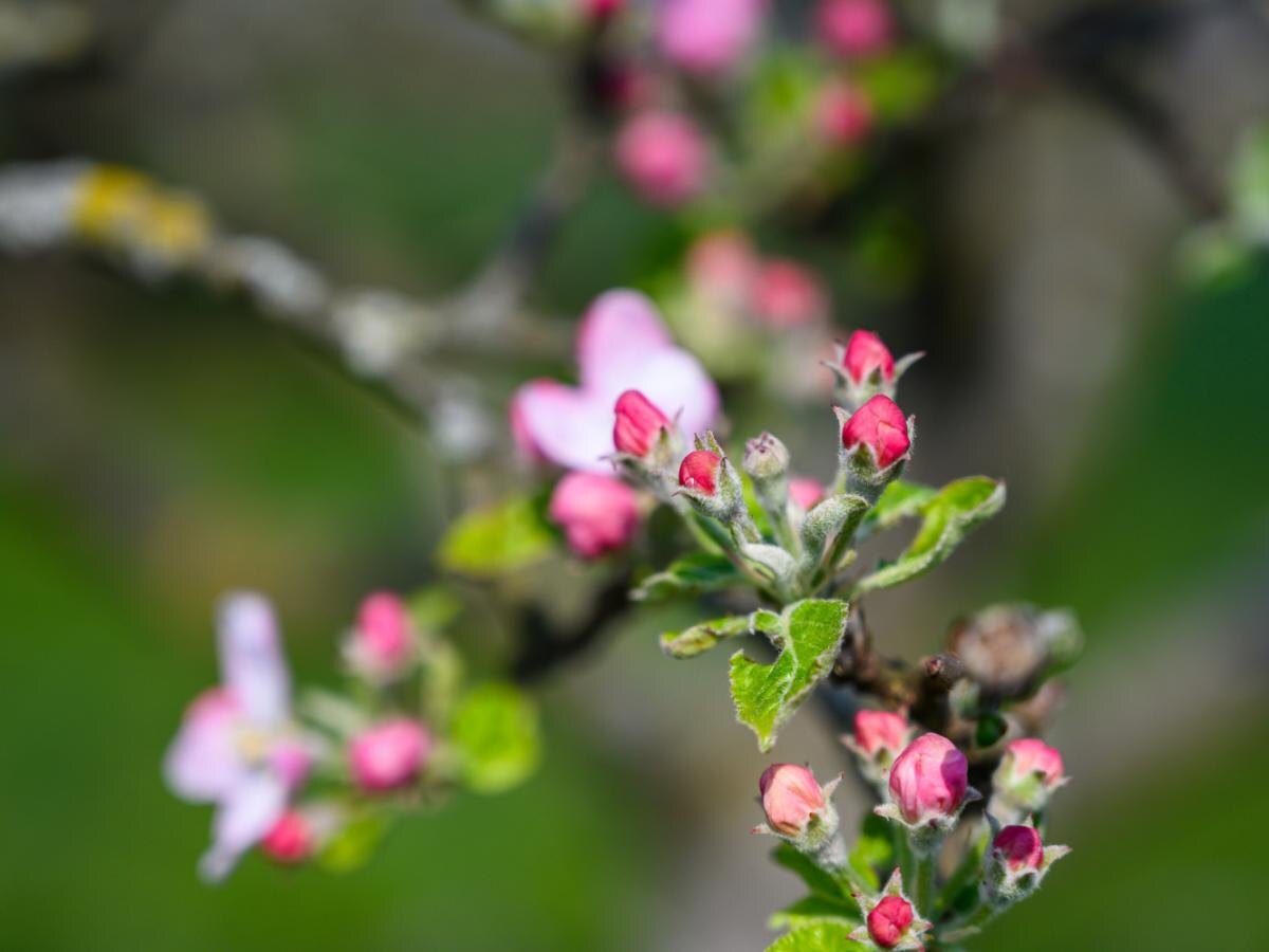 Как весной защитить яблоневые деревья: советы и рекомендации