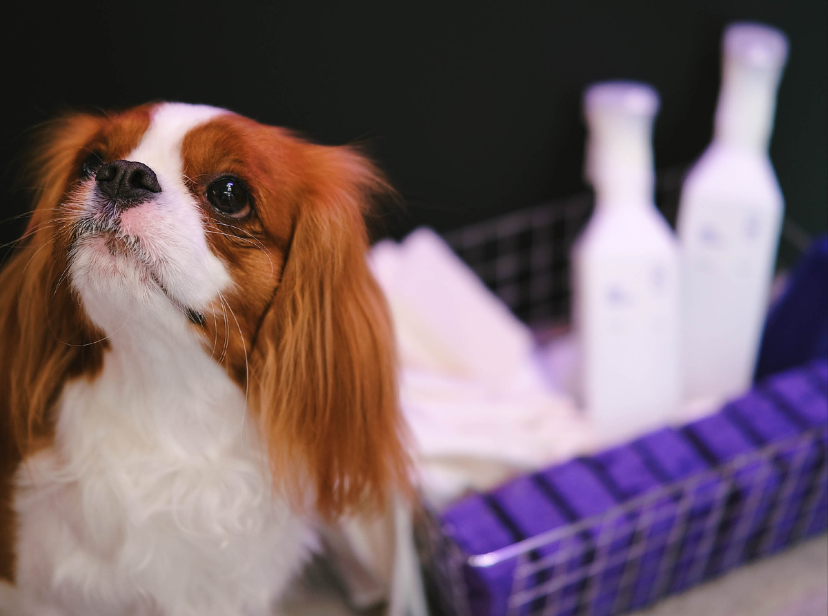 Как семья изменила подход к уборке с DipClean