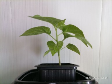 ����� ������ ����� ������������ �������: �������� ������ ��� ��������