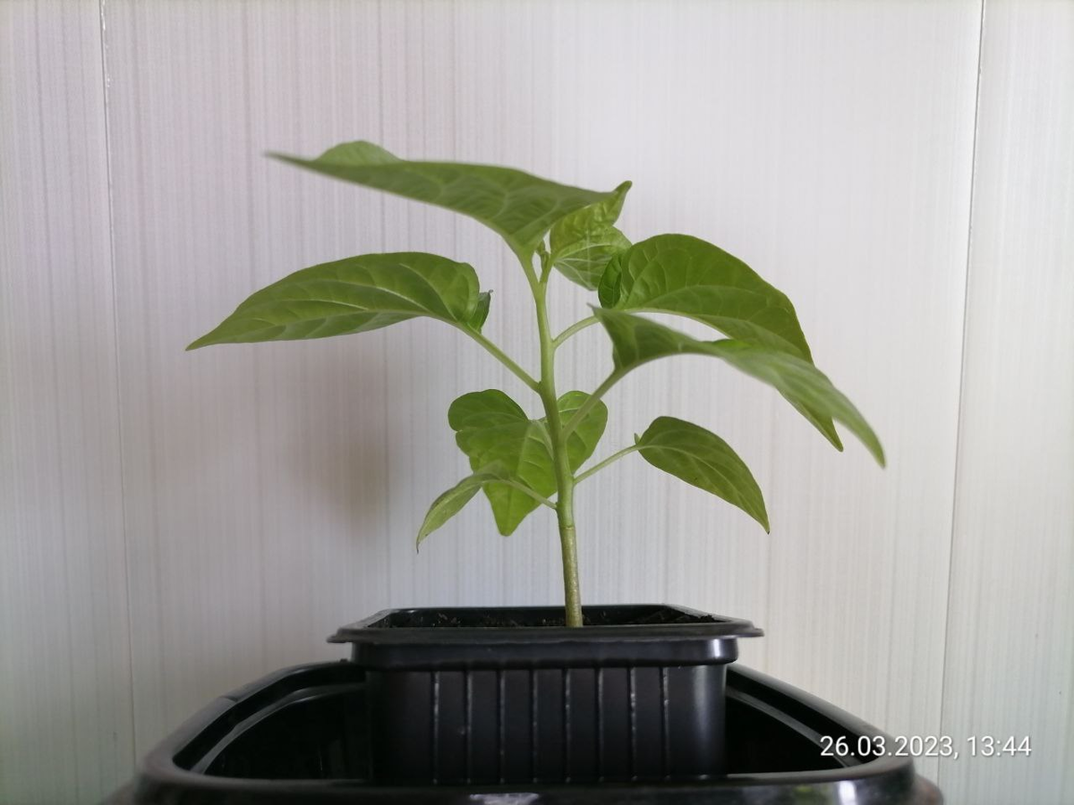 Когда пришло время переваливать рассаду: полезные советы для дачников