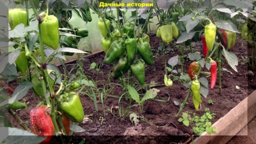 ����� � �������: ����� ������� ��������� ������� ��� �������� �������� ������