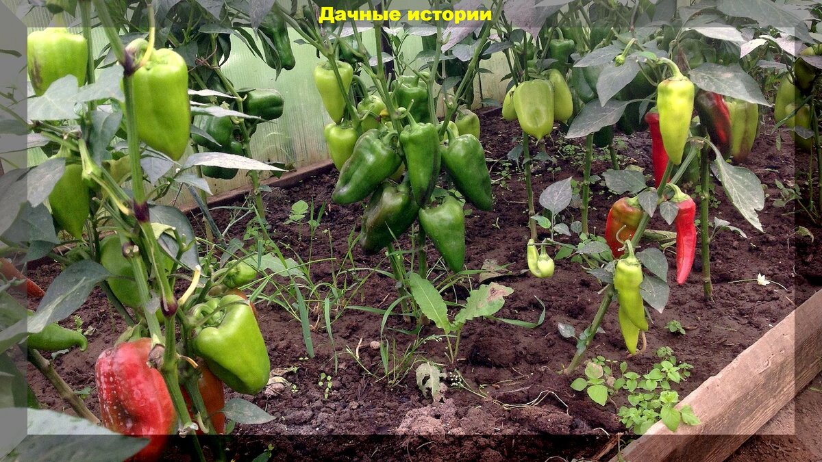 Перцы к августу: какие секреты агрономии помогут вам получить отличный урожай
