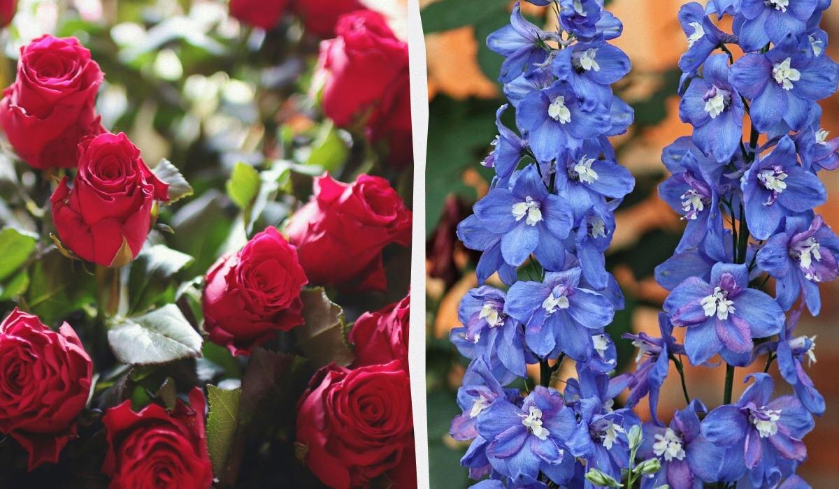 Соседи для роз: 7 растений, которые сделают ваш сад еще красивее