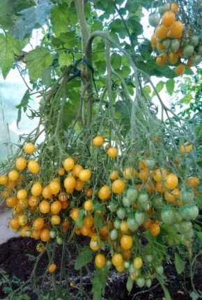 ������������ ������: ������������ � ������� ������