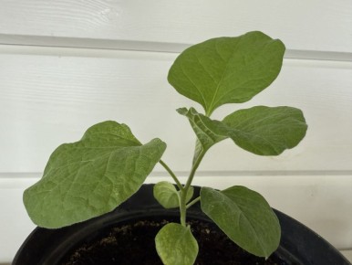 ��� ��������� ���������� ���������: ������ � ������������