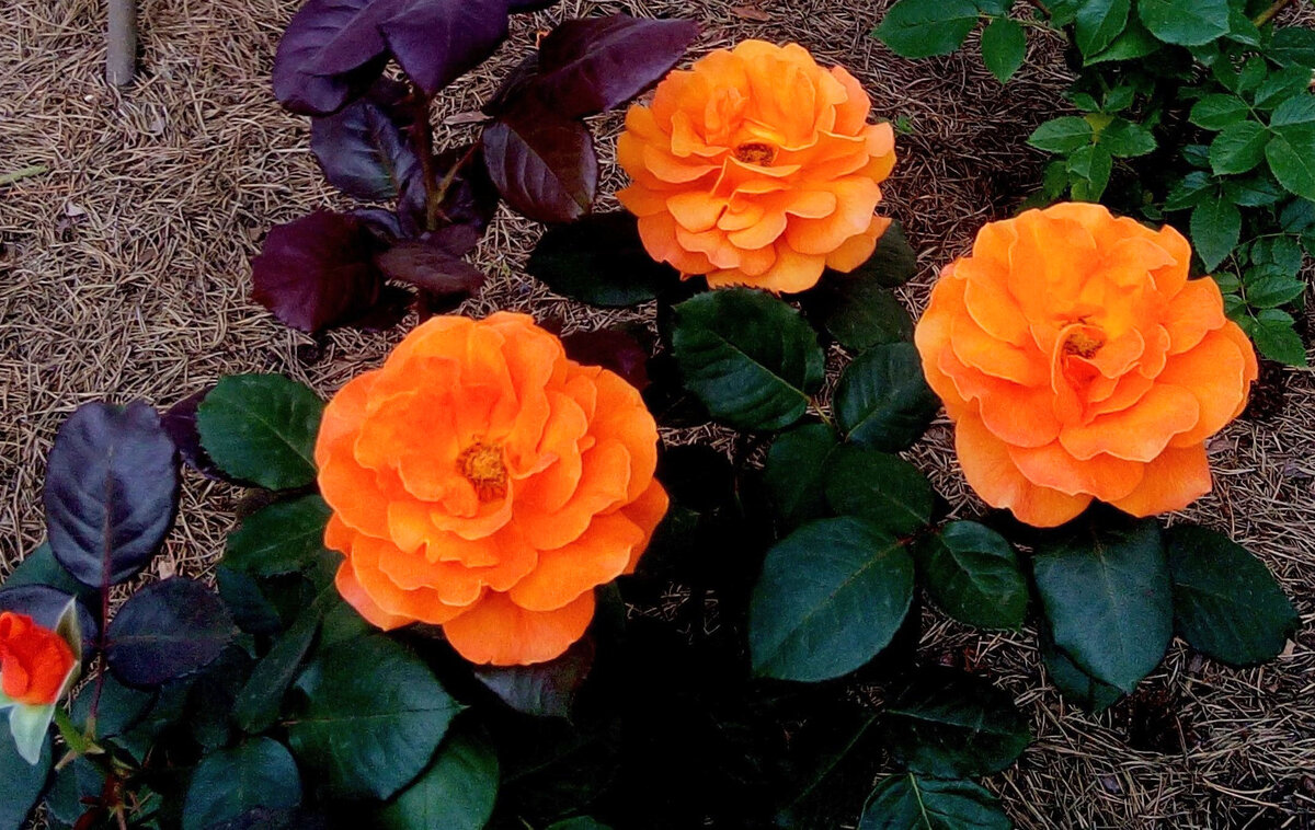 Оранжевый рай: как выбрать идеальные розы для сада