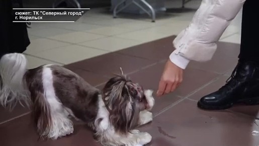 ЕЩЁ ОДИН СЛУЧАЙ БЕШЕНСТВА. В Норильске зафиксировали ещё один случай бешенства