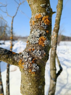 ��������� �� ��������: ��� ����������� � �� ������� � ��������� �����������