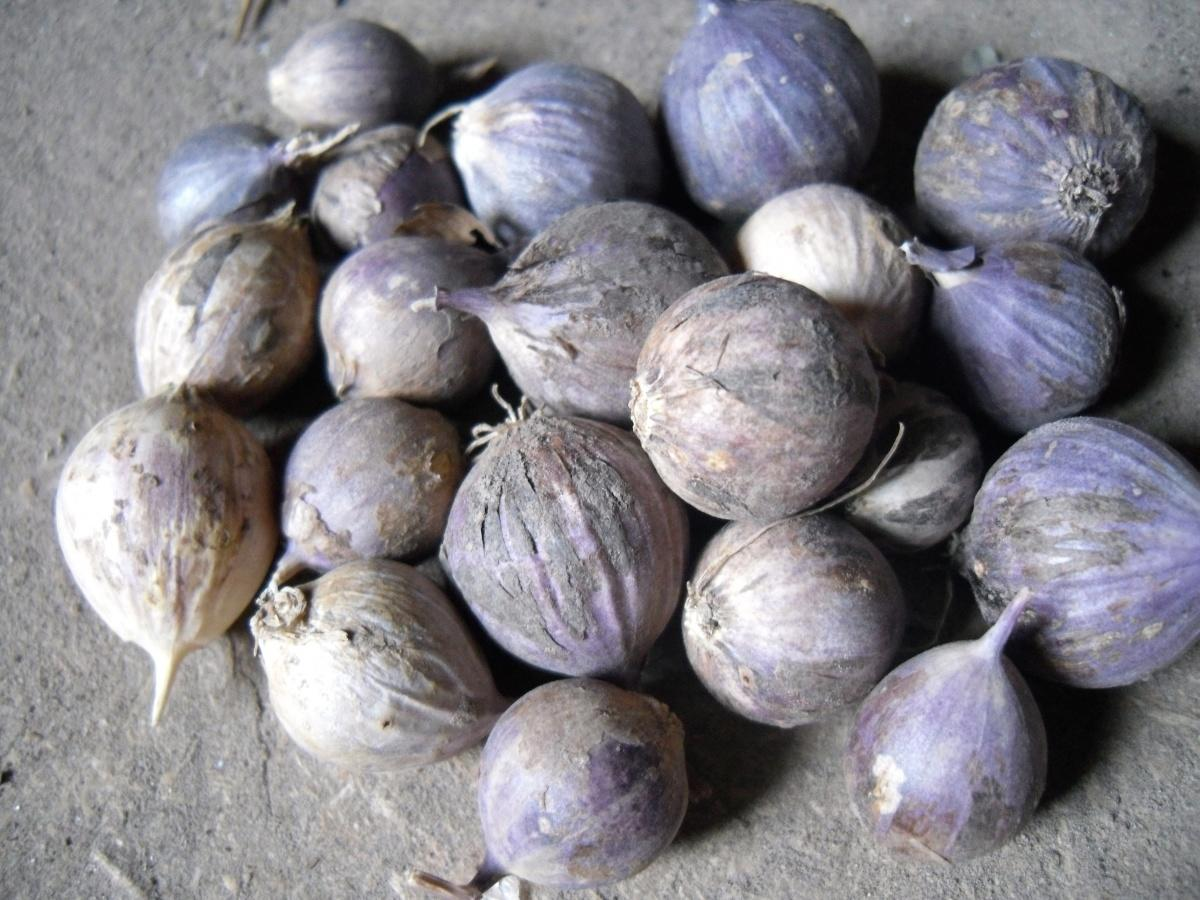 Почему из зубка чеснока иногда вырастает однозубка