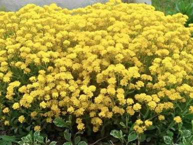 ��������� ����������� �� ����������� ��������: �� ������ � �����