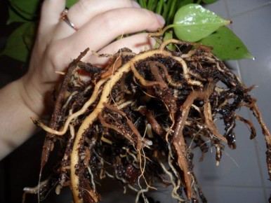 ��� ���������� � ���������� �������� � �������� ������