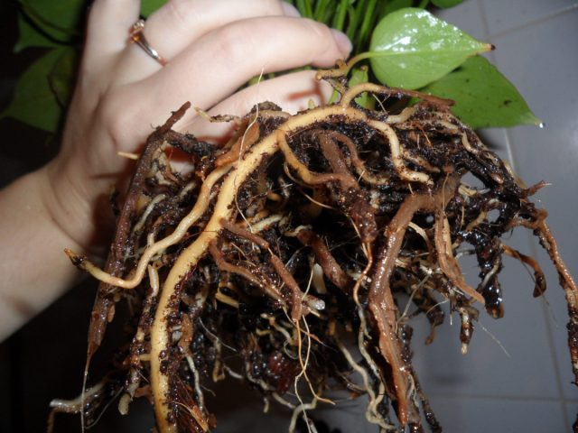 Как распознать и эффективно бороться с корневой гнилью