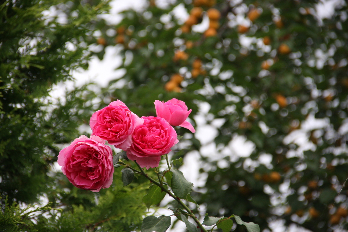 Переезд с дачи: как сохранить сад и не потерять себя