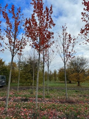 Клен Сан Валлей: как преобразить ваш участок с помощью этого великолепного дерева