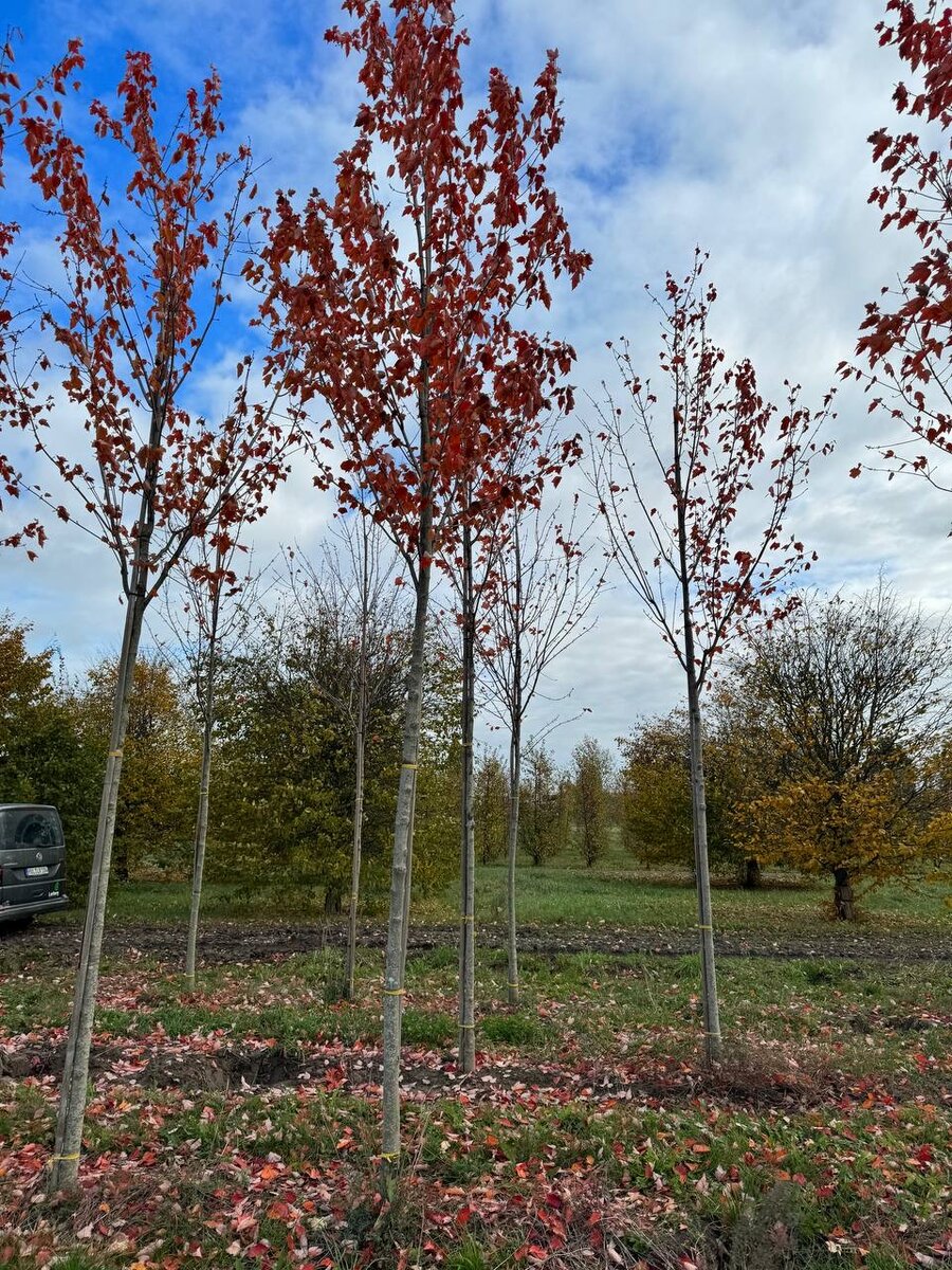 Клен Сан Валлей: как преобразить ваш участок с помощью этого великолепного дерева