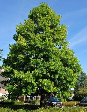 Тайна дерева, прячущегося под маской тюльпана
