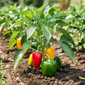 ���-5 ��������� ������ ����������� �����, ������� ������� ��� � ������������� �����������