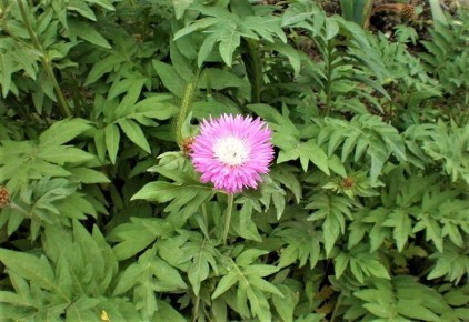 Садовые агрессоры: привлекательные, но трудные соседи