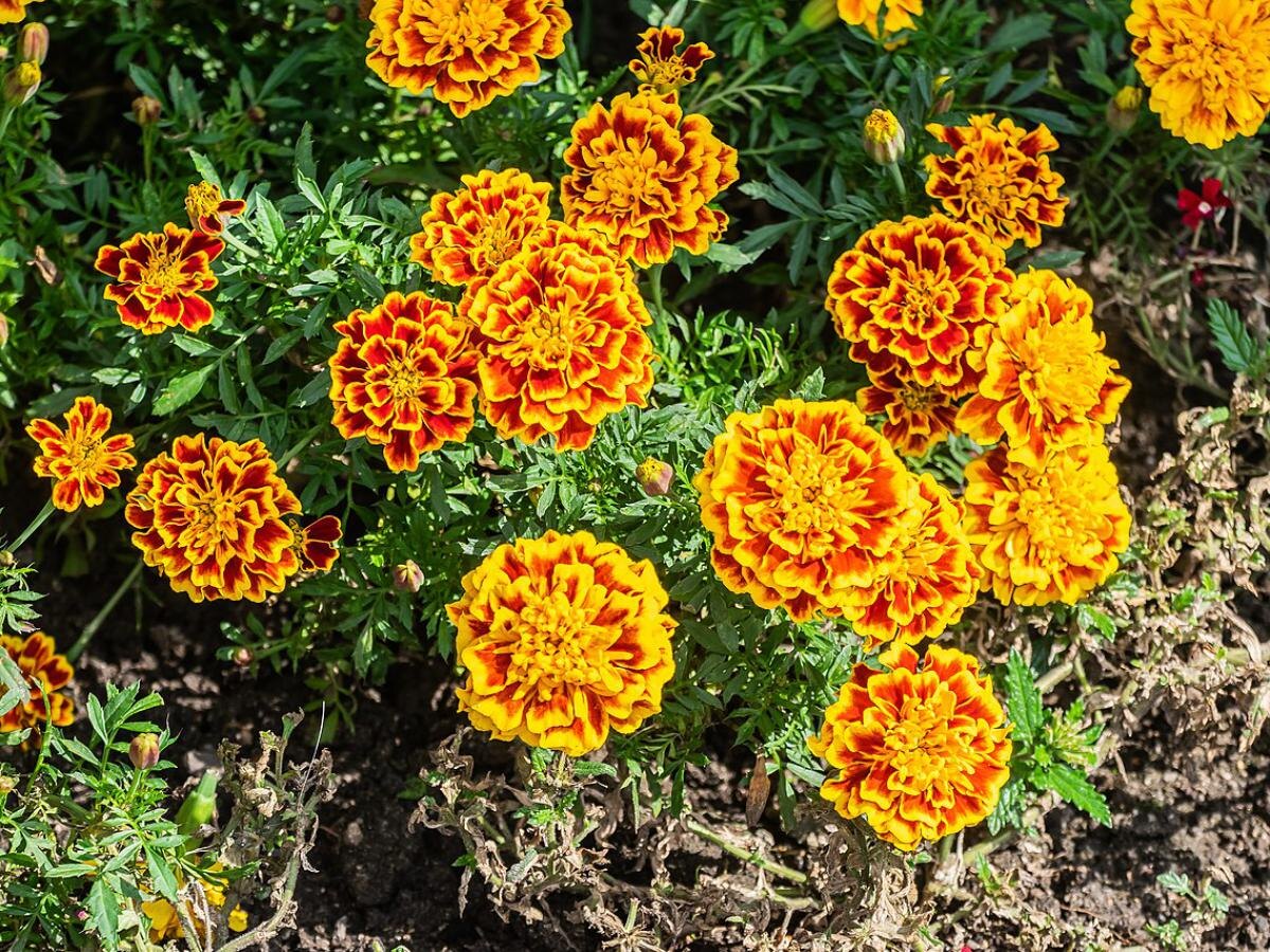 Как легко убрать комаров из сада: 7 растений для естественной защиты