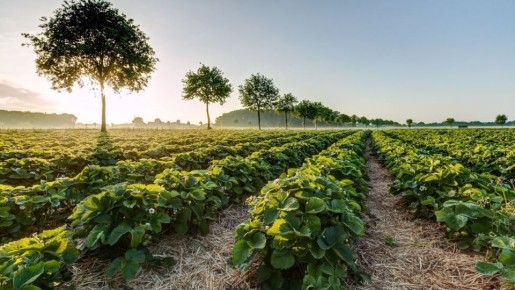 Как правильно рассаживать клубнику для хорошего урожая