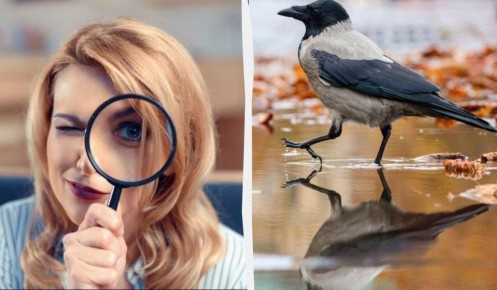 ����� ����� ��� ������� �� 12 ������: ������� ���� ��������������