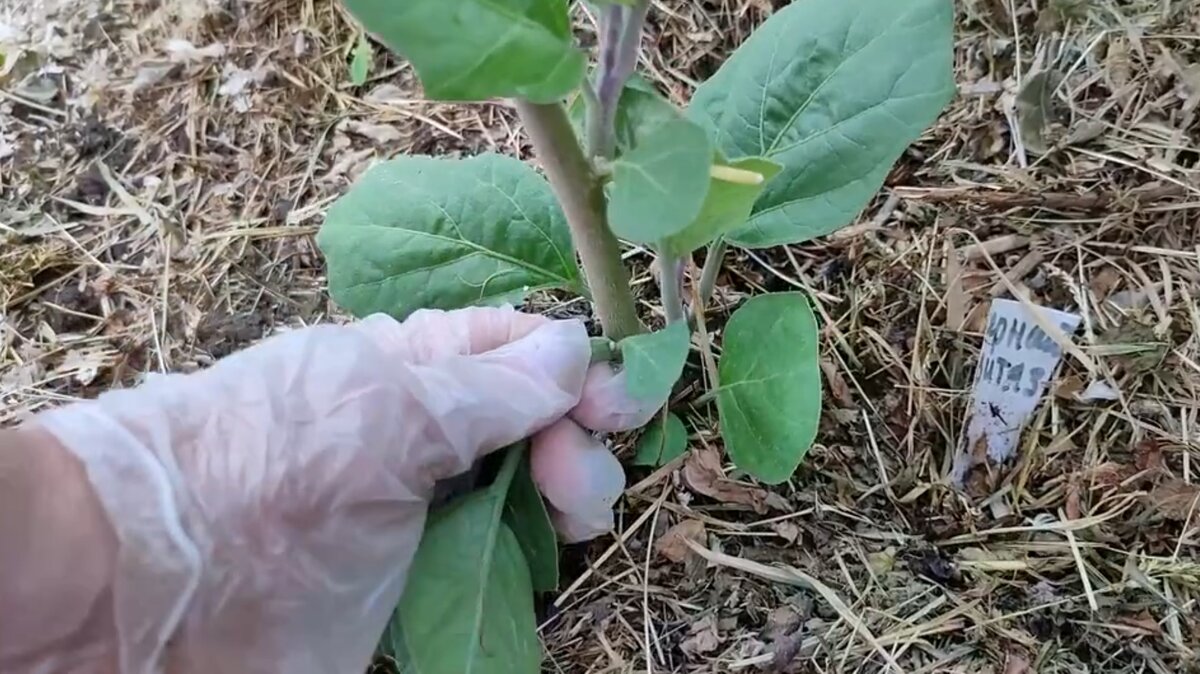 Ошибки в уходе за баклажанами: как добиться насыщенного урожая