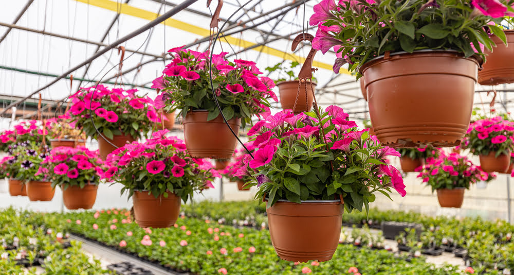 Петунии: секреты посадки и ухода за этими цветочными красавицами