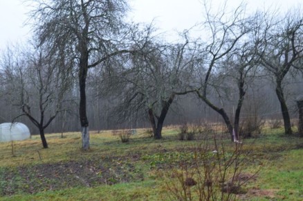 Как выбрать лучшие сорта опылителей для яблонь: советы садоводов