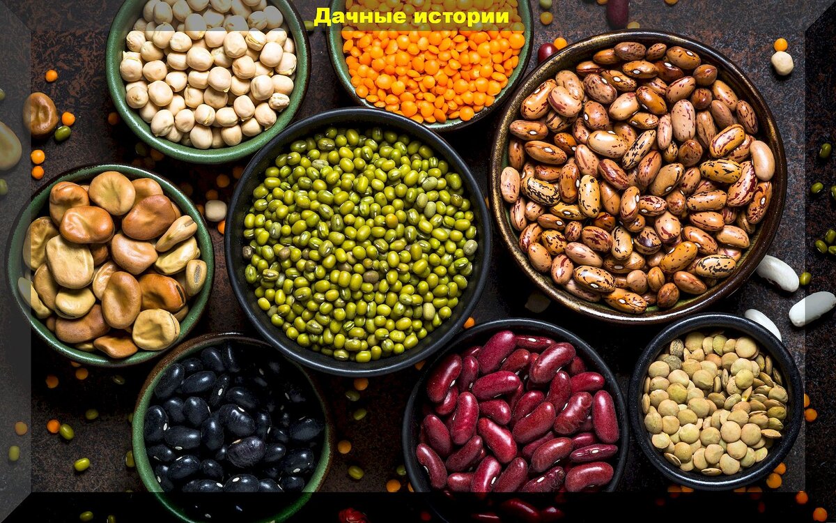 Бобовые культуры: здоровье человека и плодородие почвы