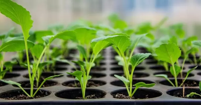 Секреты успешного выращивания рассады капусты в марте без черной ножки