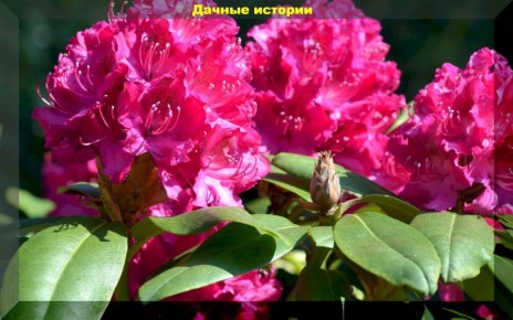 Как сделать сад красивым круглый год: вечнозеленые кустарники для вашего участка