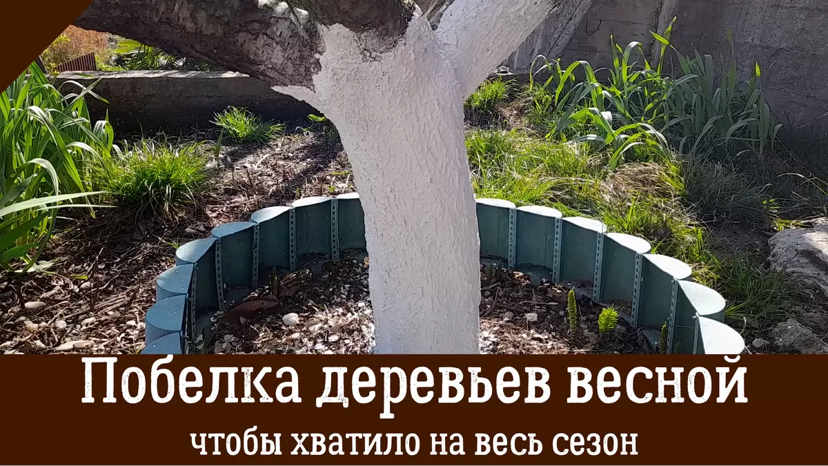 Как побелка деревьев защитит ваш сад: секреты на весь сезон